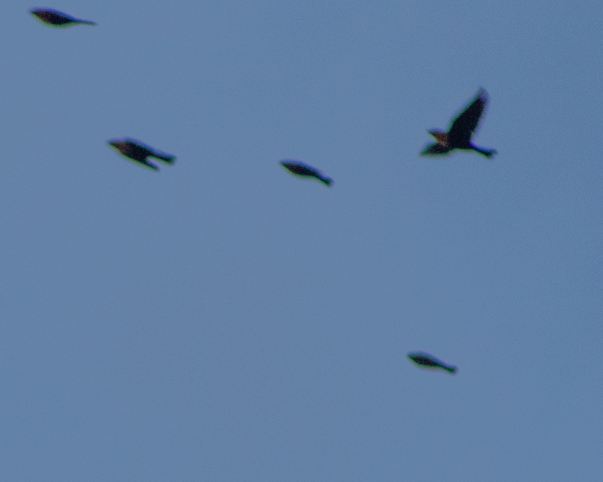 Yellow-headed Blackbird - ML609522428