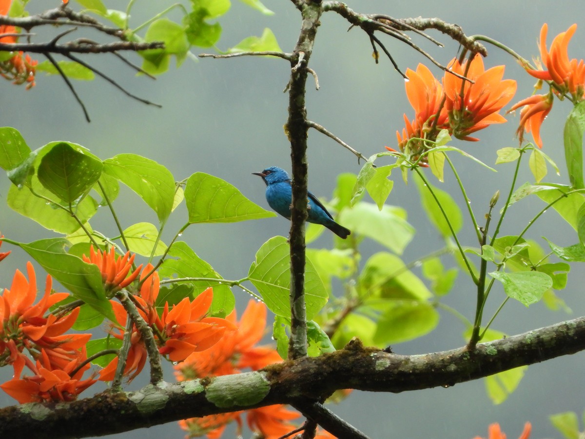 Blue Dacnis - ML609522431