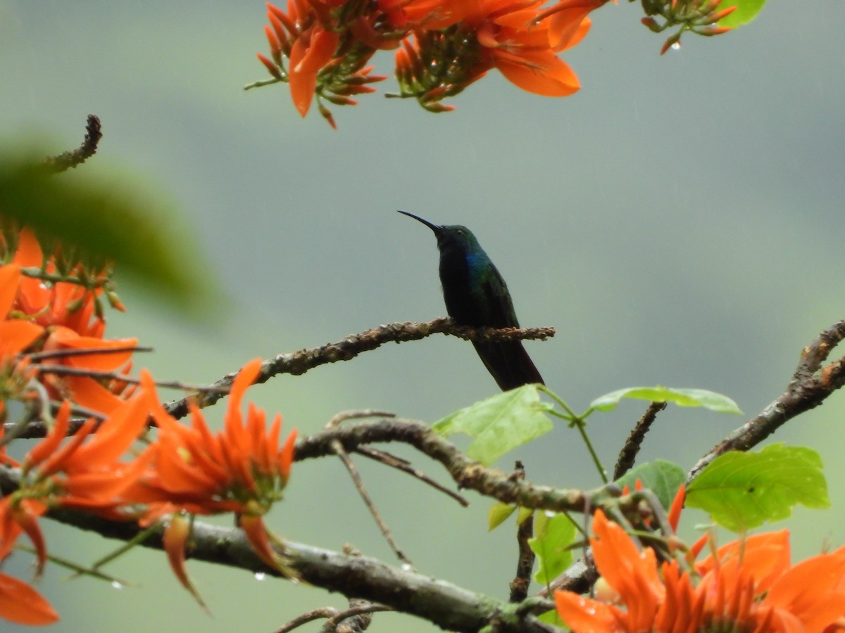 kolibřík tropický - ML609522456