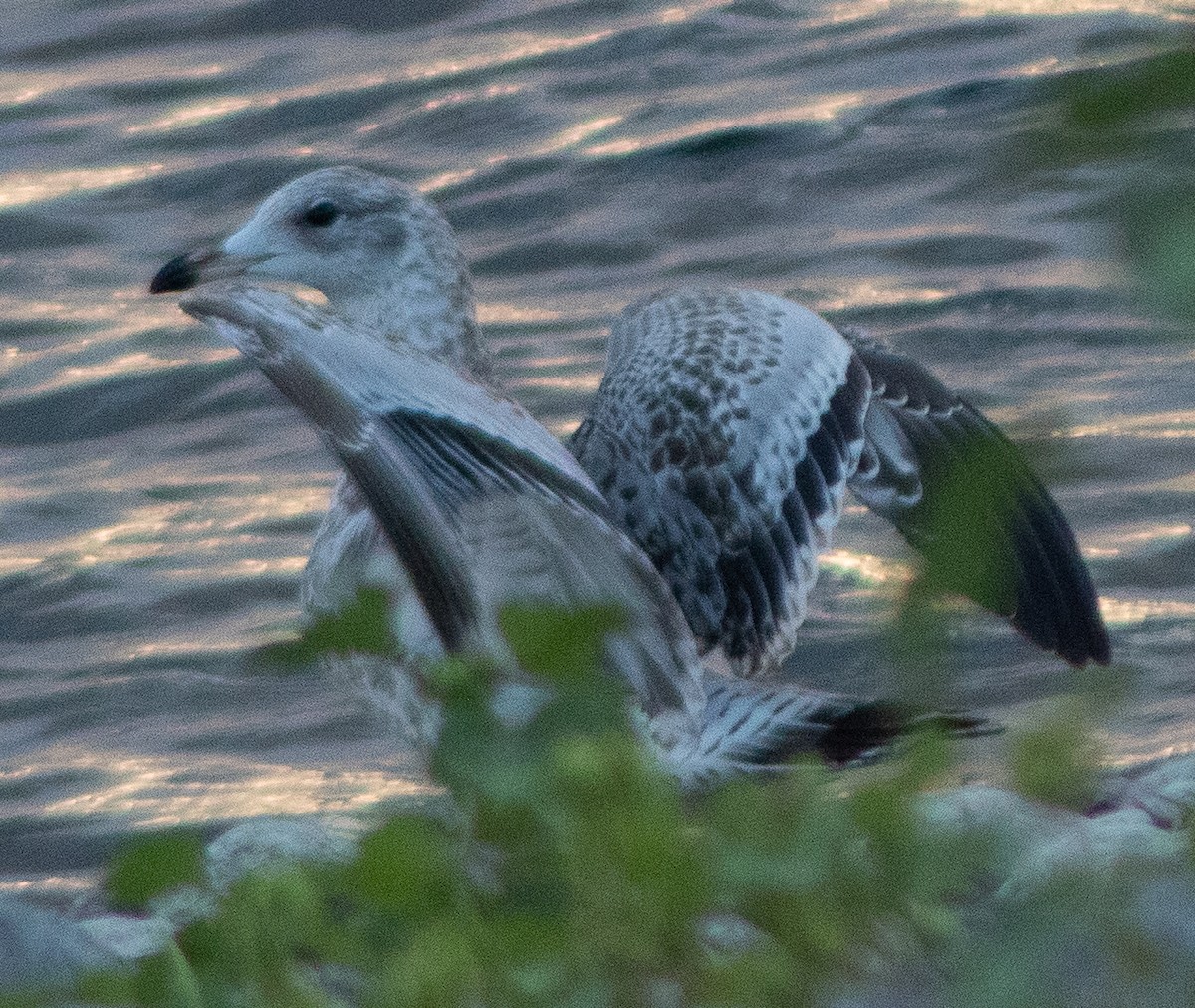 Ring-billed Gull - ML609522460