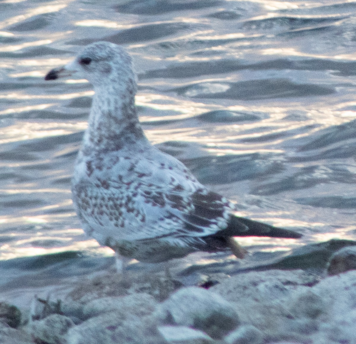 Ring-billed Gull - G Stacks