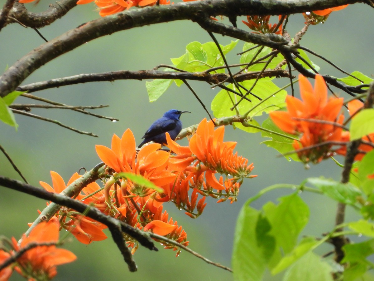 Purple Honeycreeper - Danilo Góngora