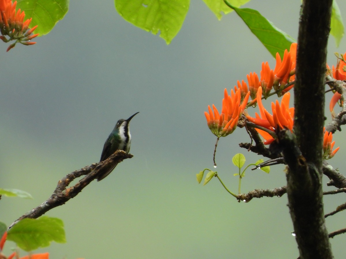 kolibřík tropický - ML609522479