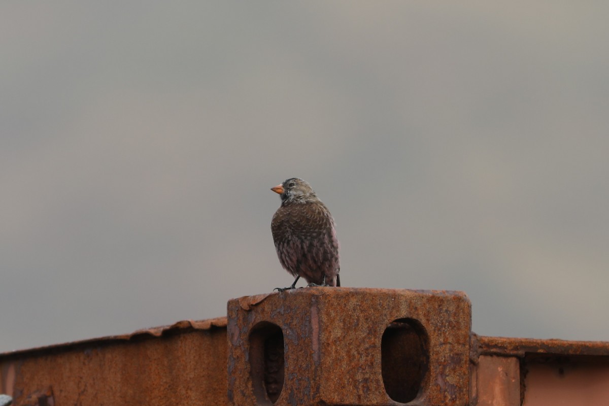 Gray-crowned Rosy-Finch (Aleutian and Kodiak Is.) - Rohan van Twest