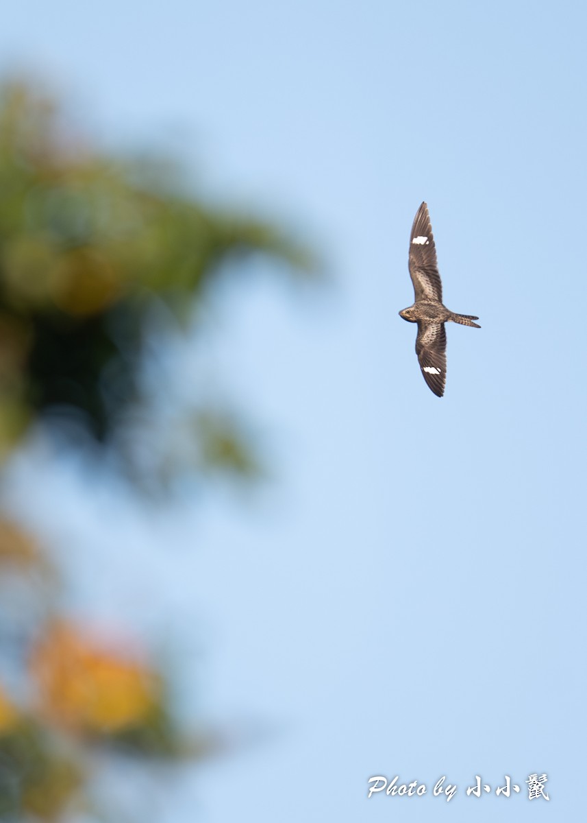 Common Nighthawk - Hanyang Ye