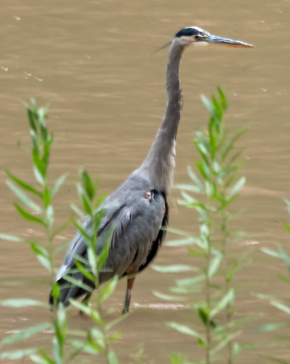 Great Blue Heron - ML609522727