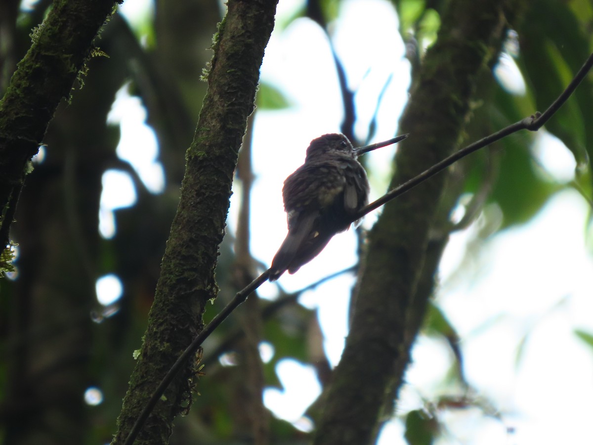 Tooth-billed Hummingbird - Milton Galvis