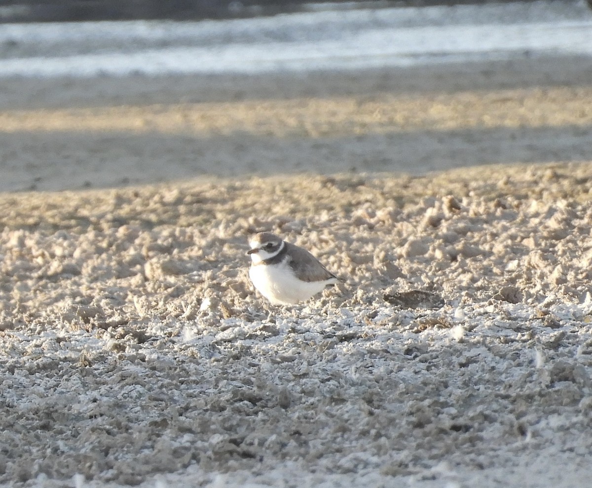 Semipalmated Plover - ML609522781