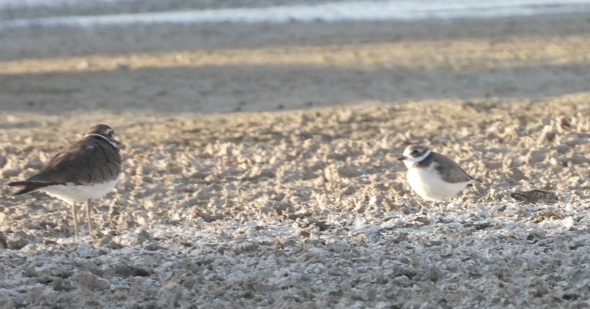 Semipalmated Plover - ML609522793
