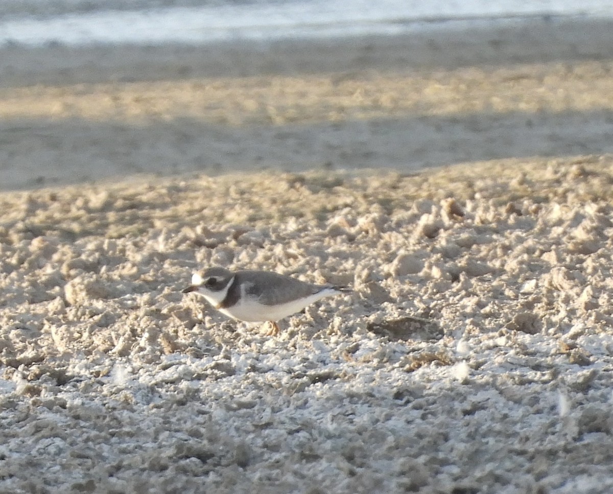 Semipalmated Plover - ML609522796