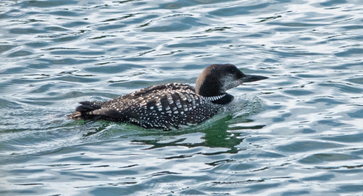 Common Loon - Dale Pate