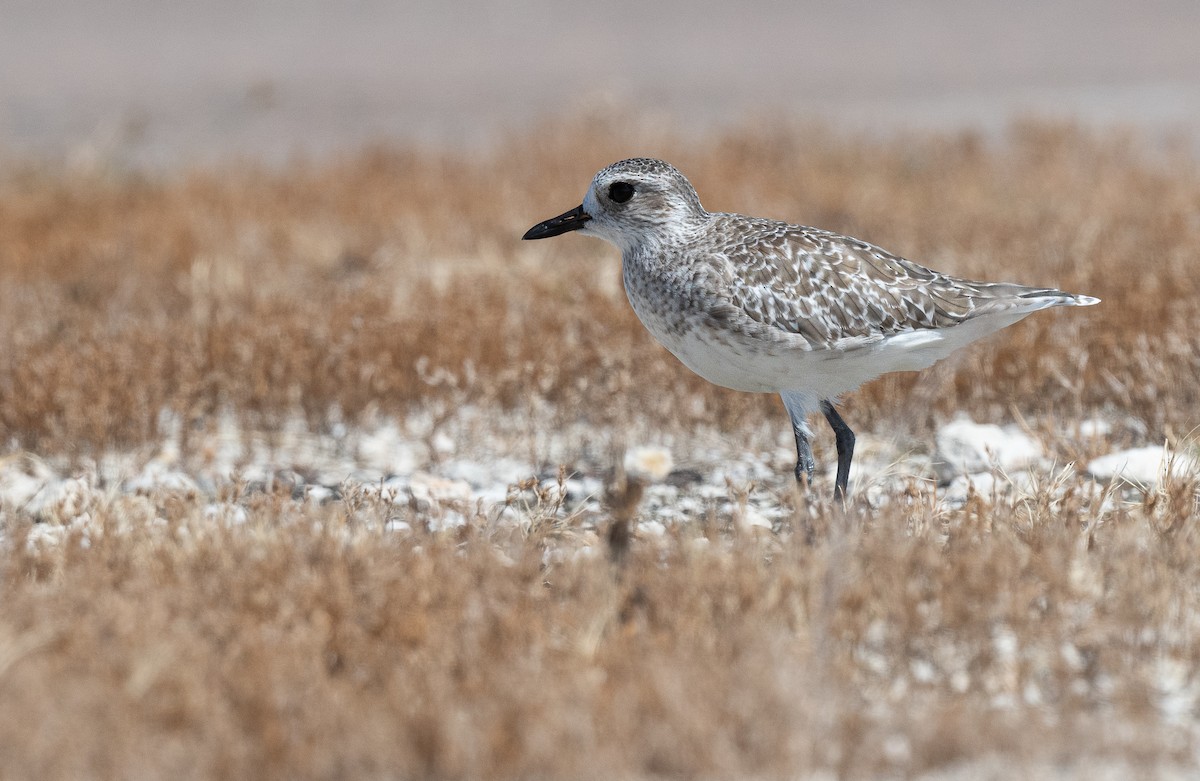 Black-bellied Plover - ML609522806