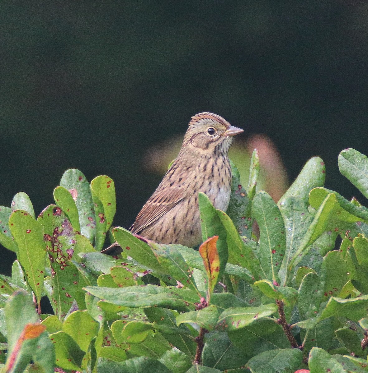 Lincoln's Sparrow - ML609522843