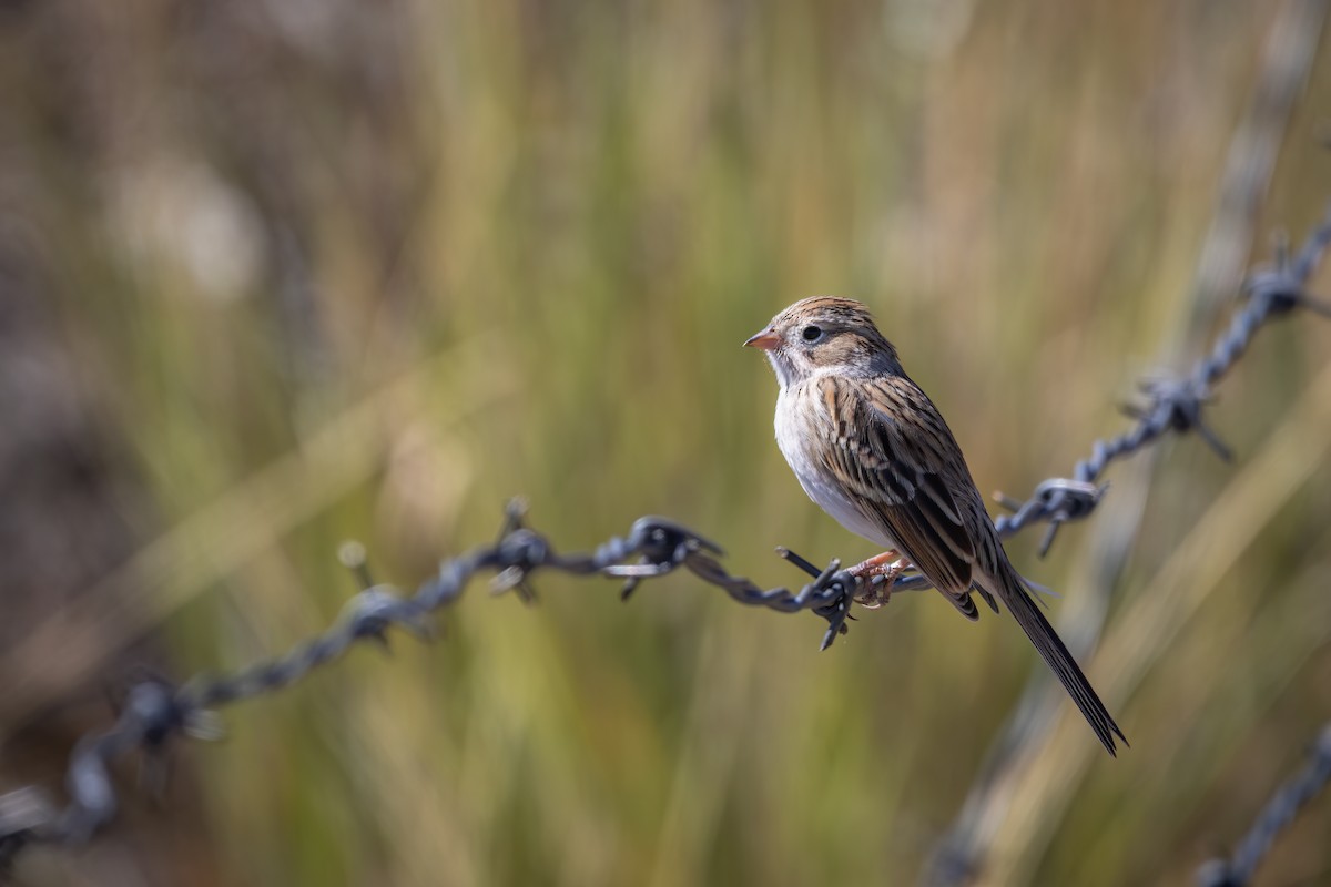 Brewer's Sparrow - ML609522854