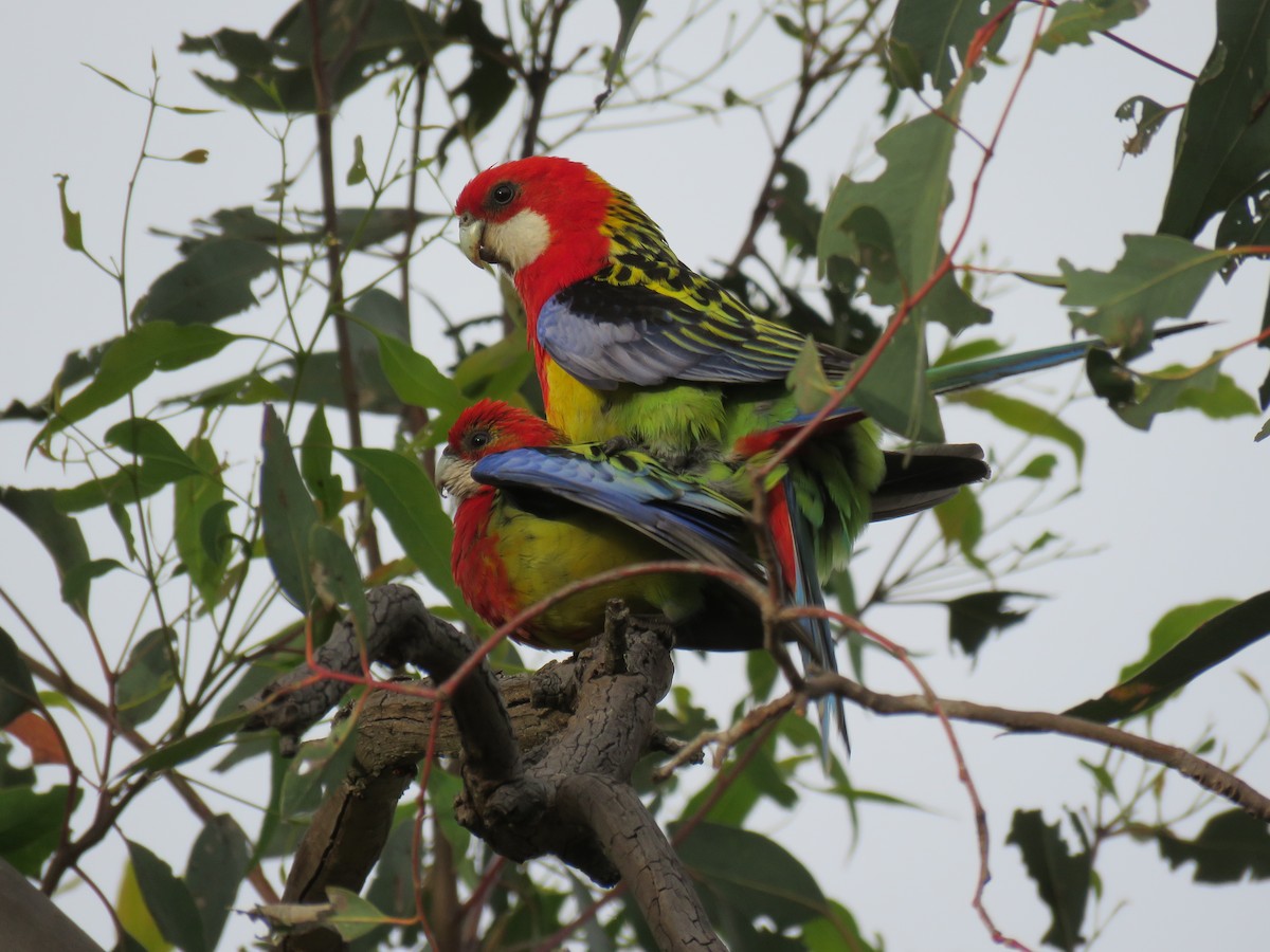 Eastern Rosella - ML609522866