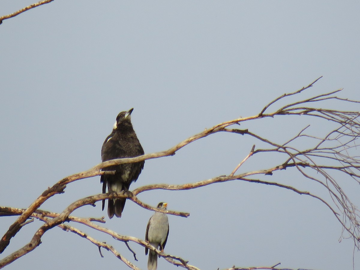 Noisy Miner - Stan Jarzynski