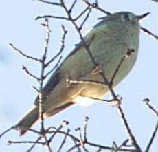 Ruby-crowned Kinglet - ML609522900