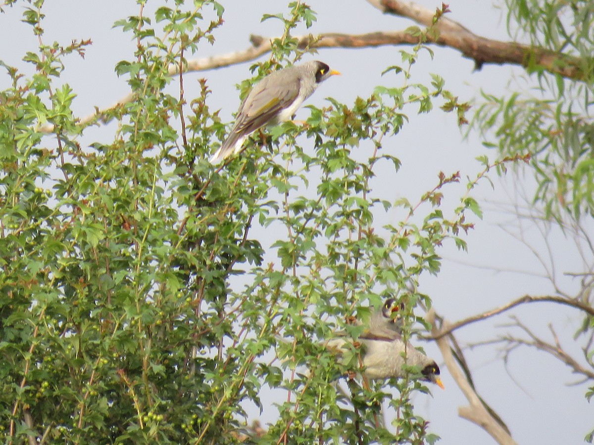 Noisy Miner - ML609522911