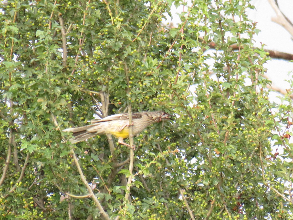 Red Wattlebird - ML609522914