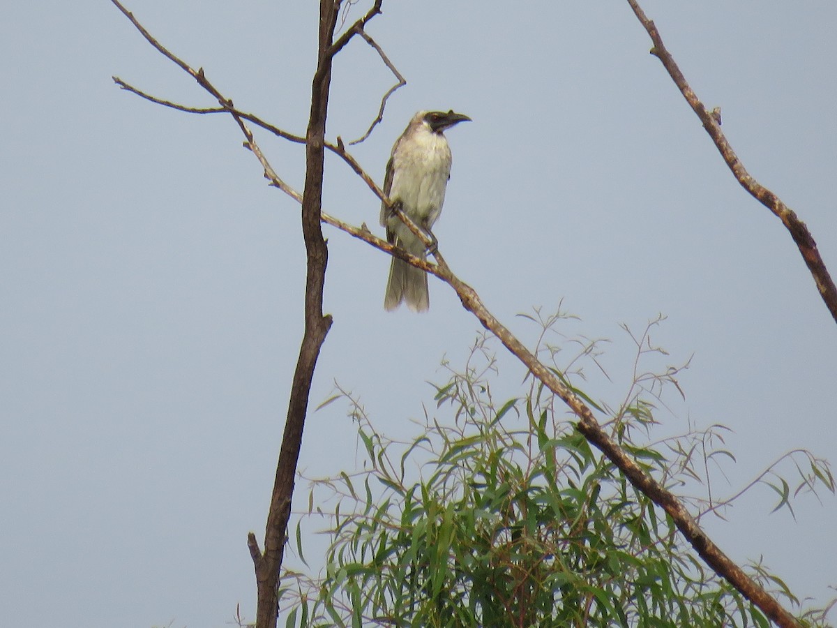 Noisy Friarbird - Stan Jarzynski