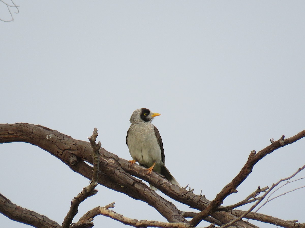 Noisy Miner - ML609522928