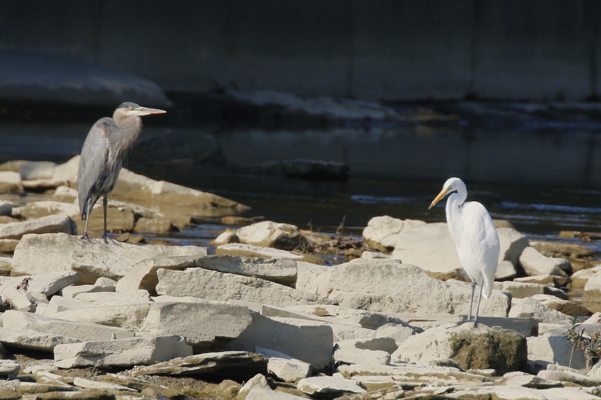 Great Egret - ML609522933