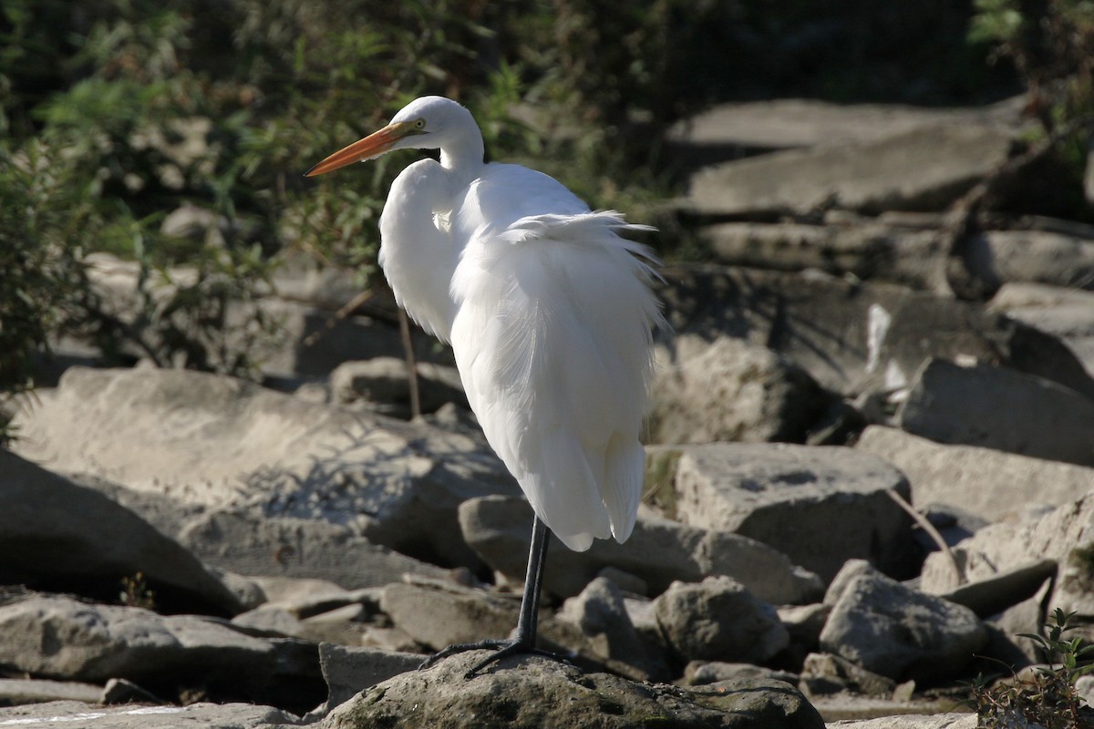 Great Egret - ML609522934