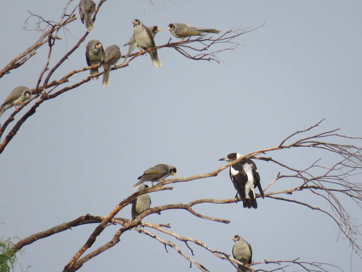 Noisy Miner - Stan Jarzynski