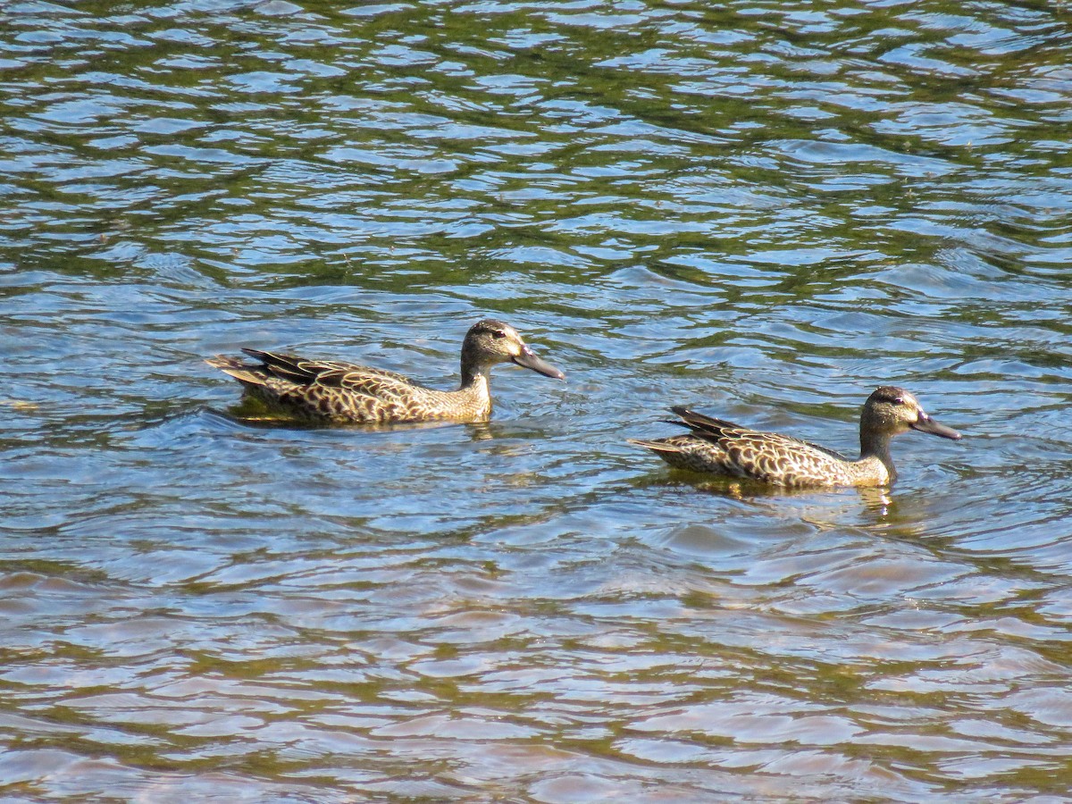 Blue-winged Teal - ML609522976