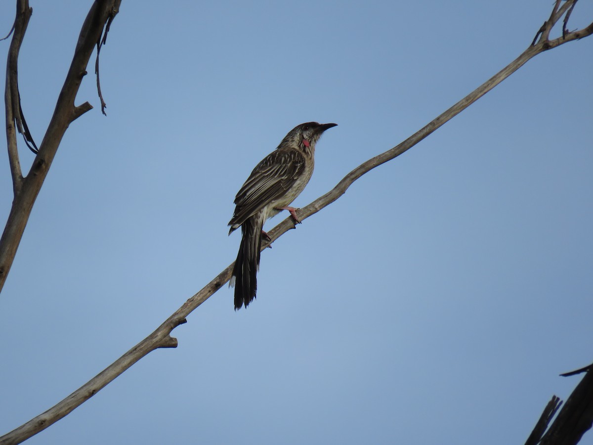 Red Wattlebird - ML609522999