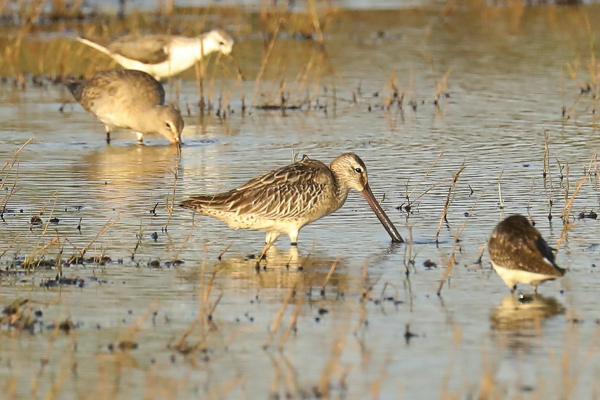 Asian Dowitcher - Peter Kyne