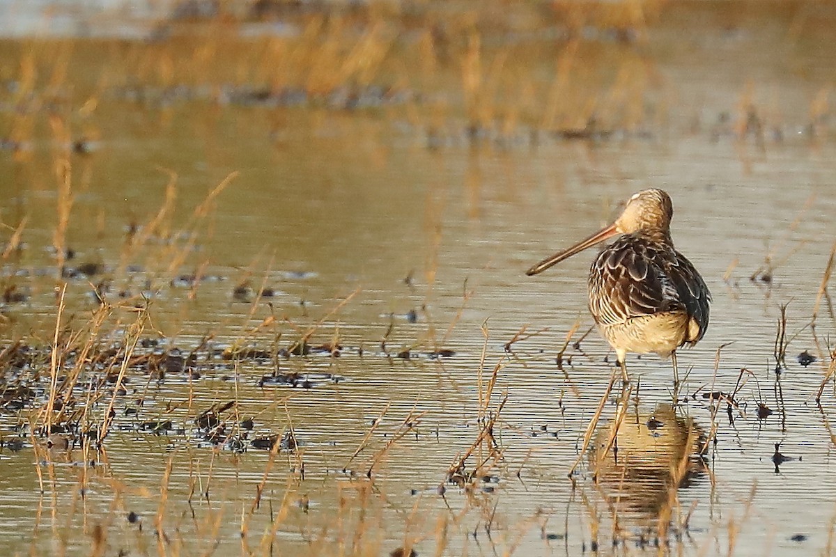 Asian Dowitcher - Peter Kyne