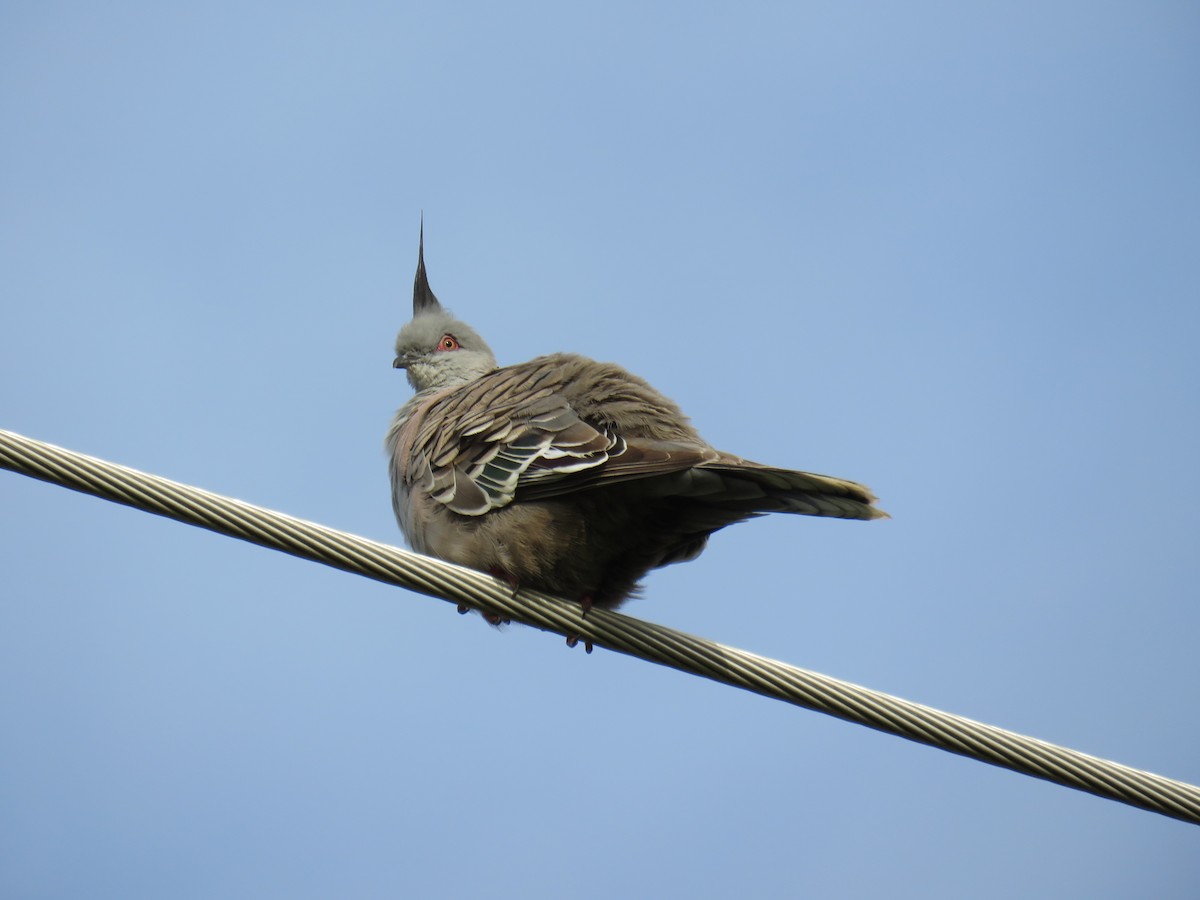 Crested Pigeon - Stan Jarzynski