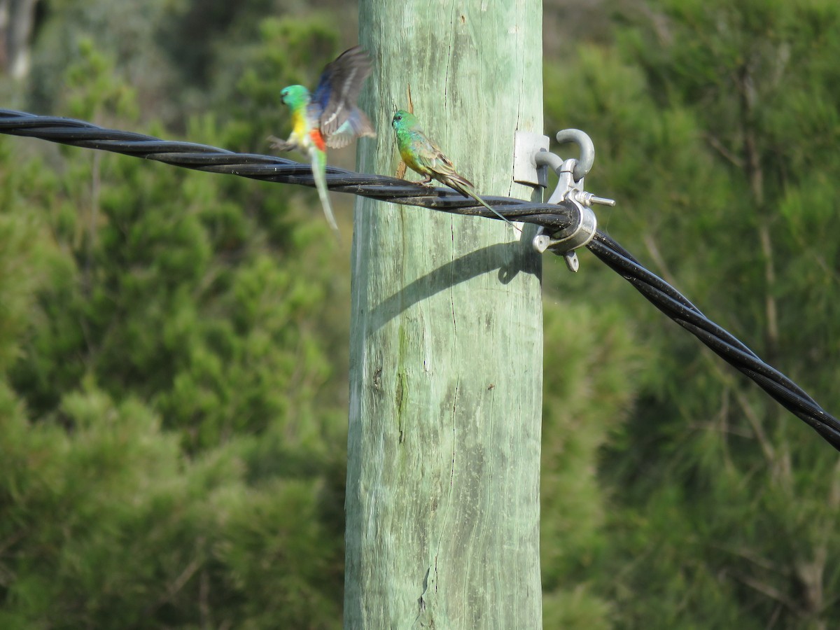 Red-rumped Parrot - ML609523045