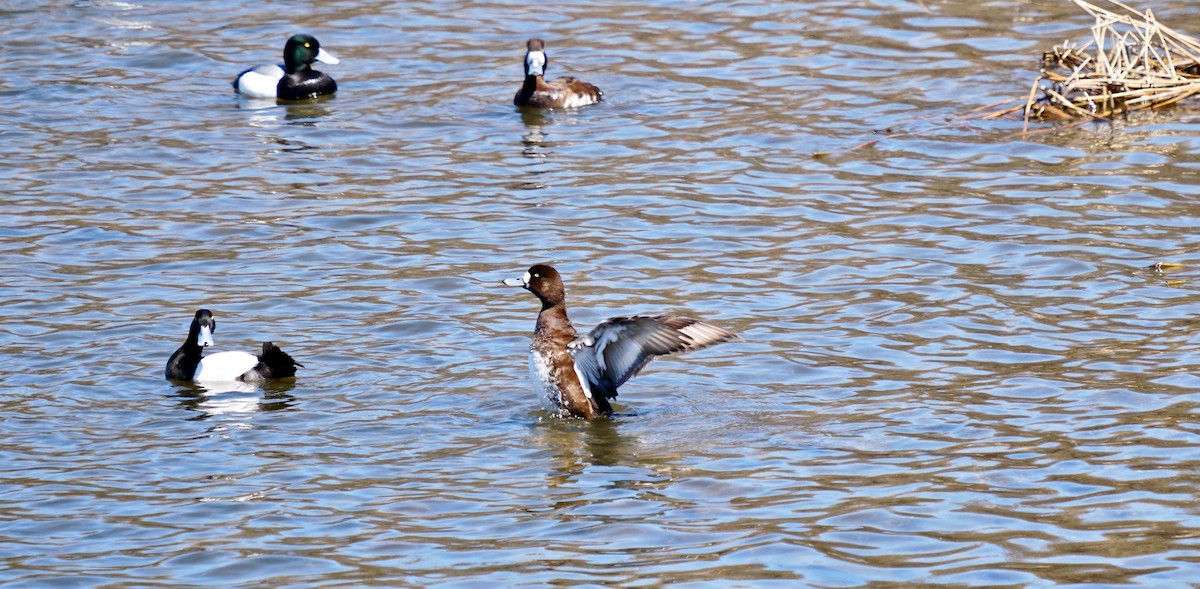 Greater Scaup - ML609523072