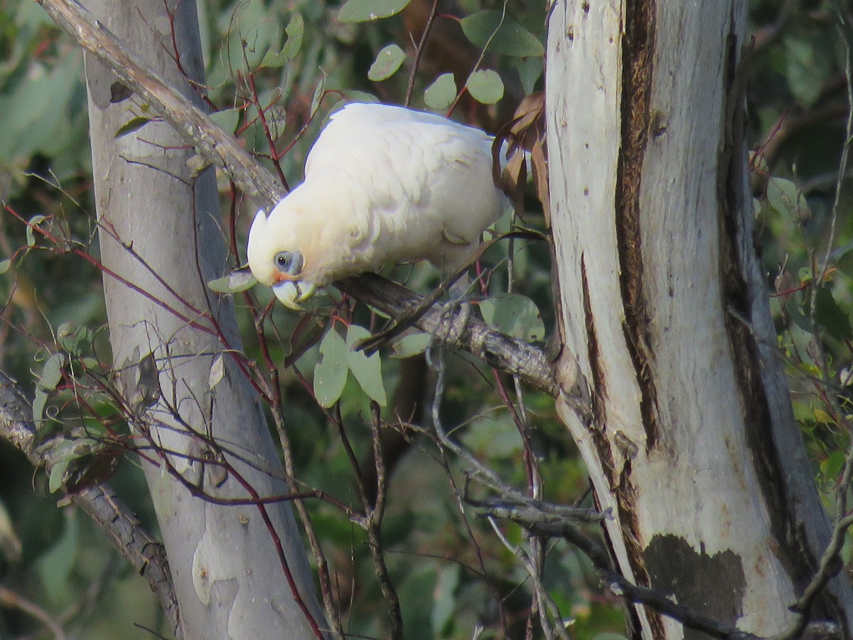 Cacatoès corella - ML609523088