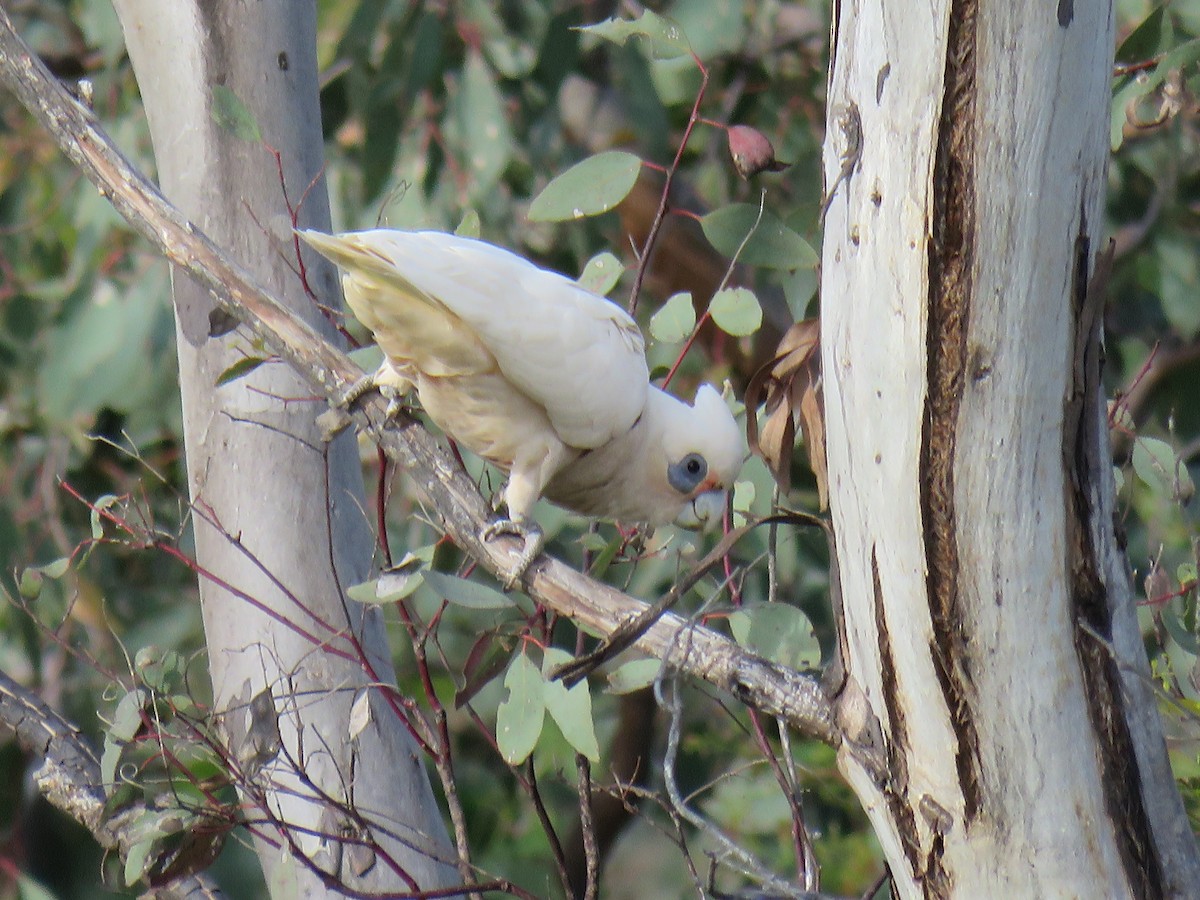 Cacatúa Sanguínea - ML609523089