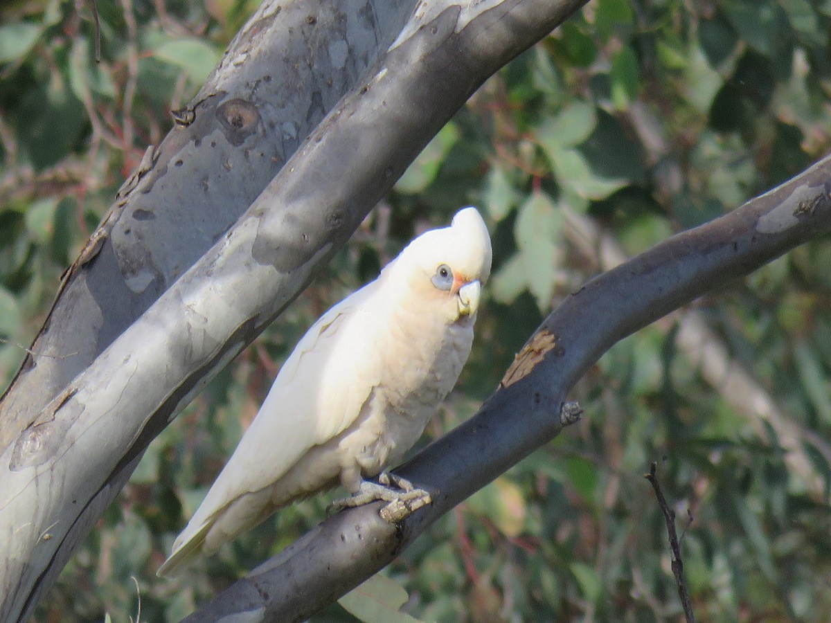 Cacatúa Sanguínea - ML609523093