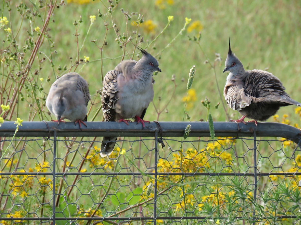 Crested Pigeon - ML609523114