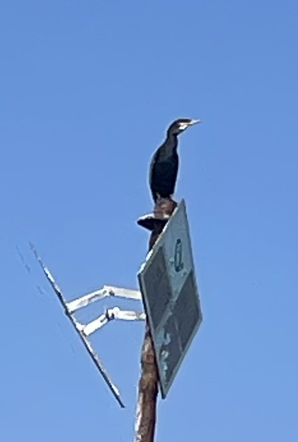 Great Cormorant - ML609523118