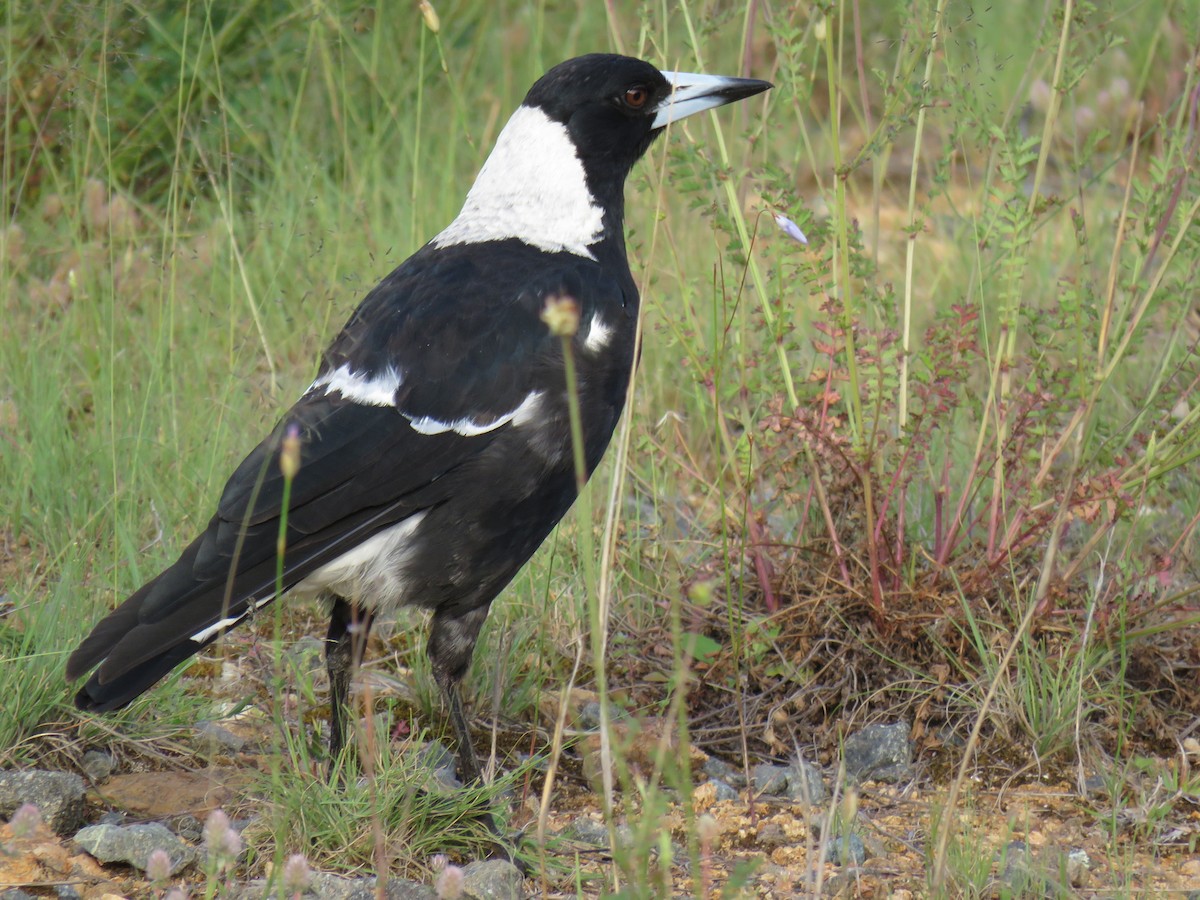 Australian Magpie - ML609523128