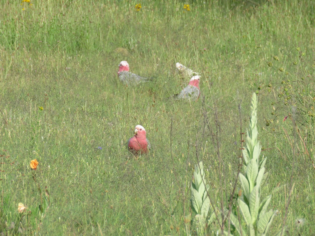 Cacatúa Galah - ML609523135