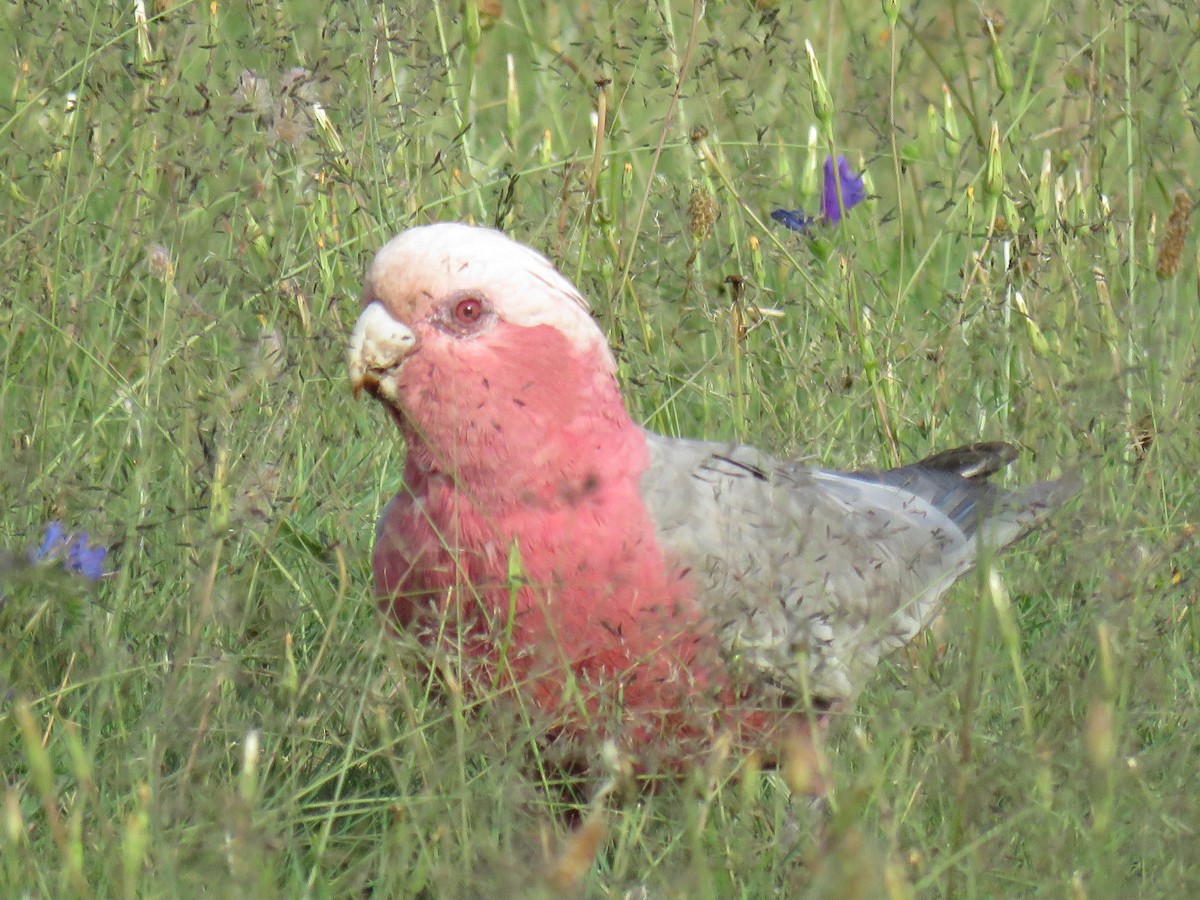 Cacatoès rosalbin - ML609523137