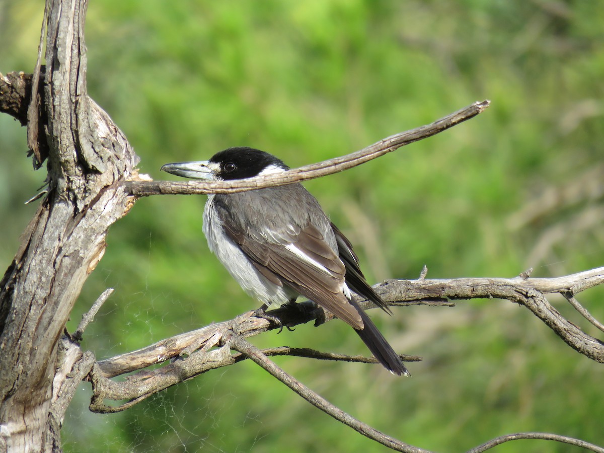 Gray Butcherbird - Stan Jarzynski