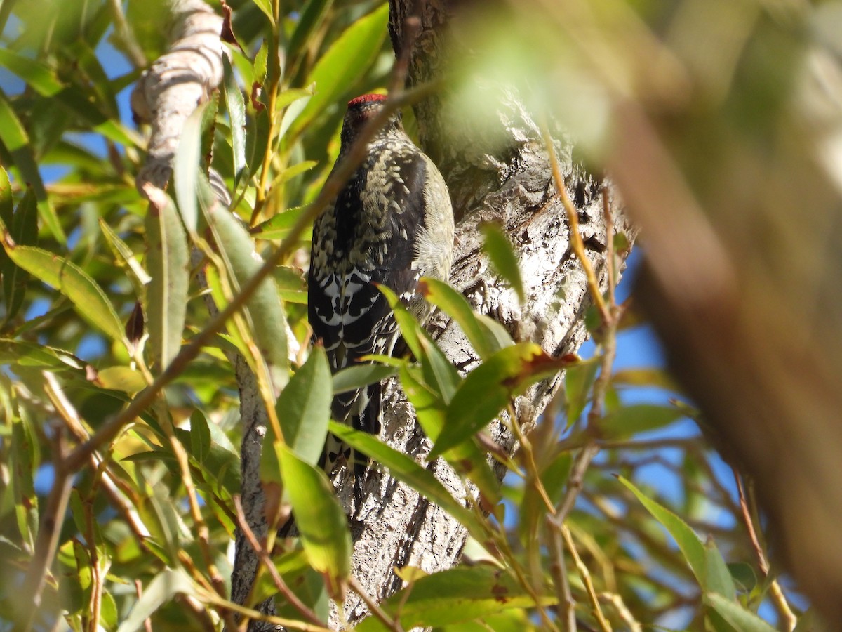 Red-naped Sapsucker - ML609523227