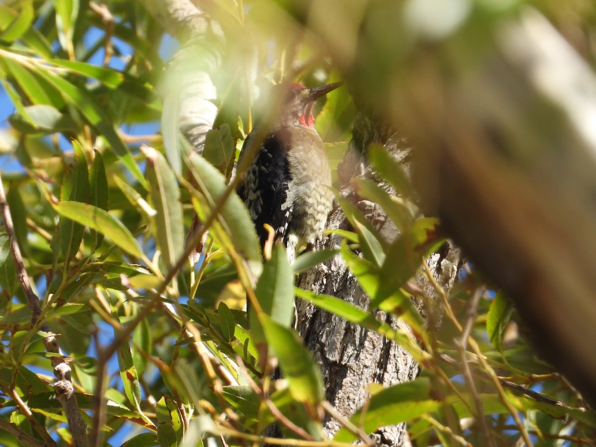 Red-naped Sapsucker - ML609523228