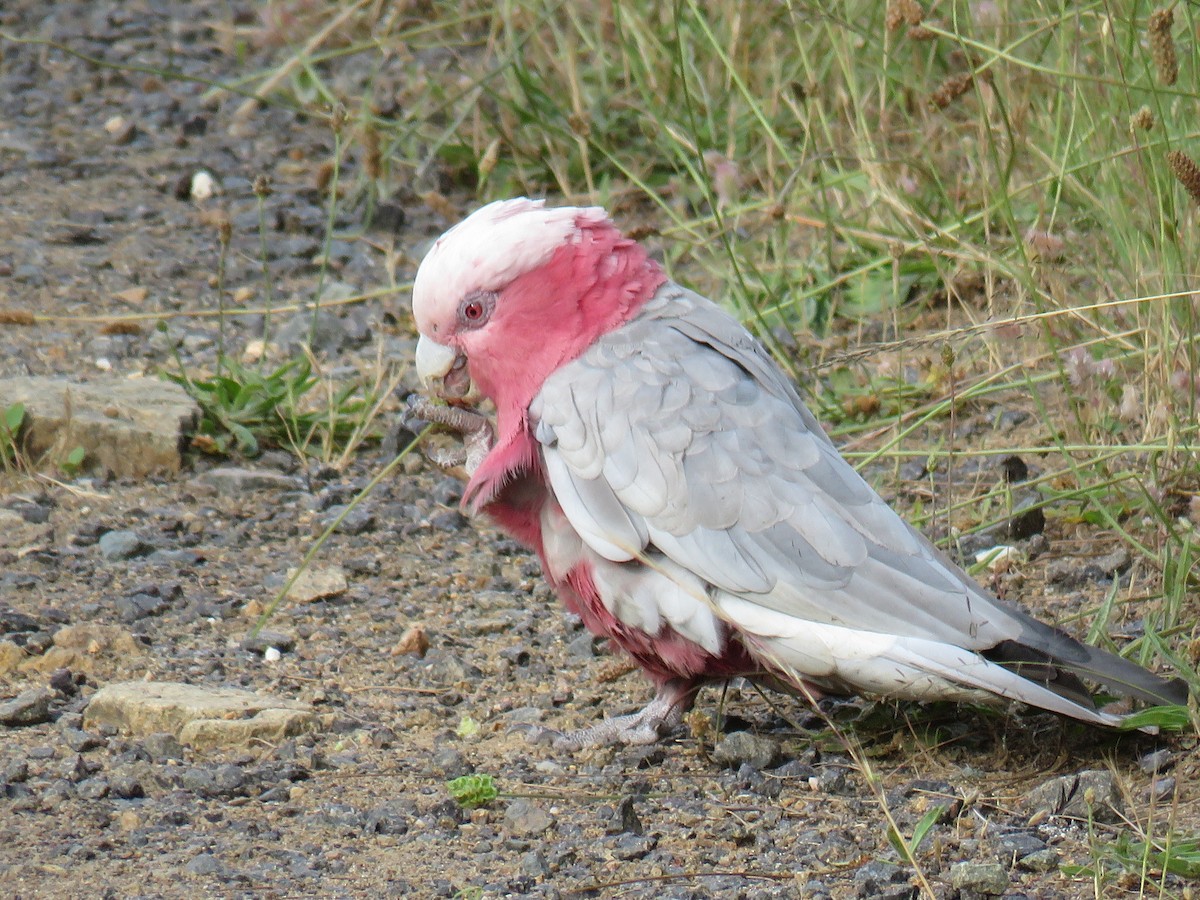 Galah - Stan Jarzynski