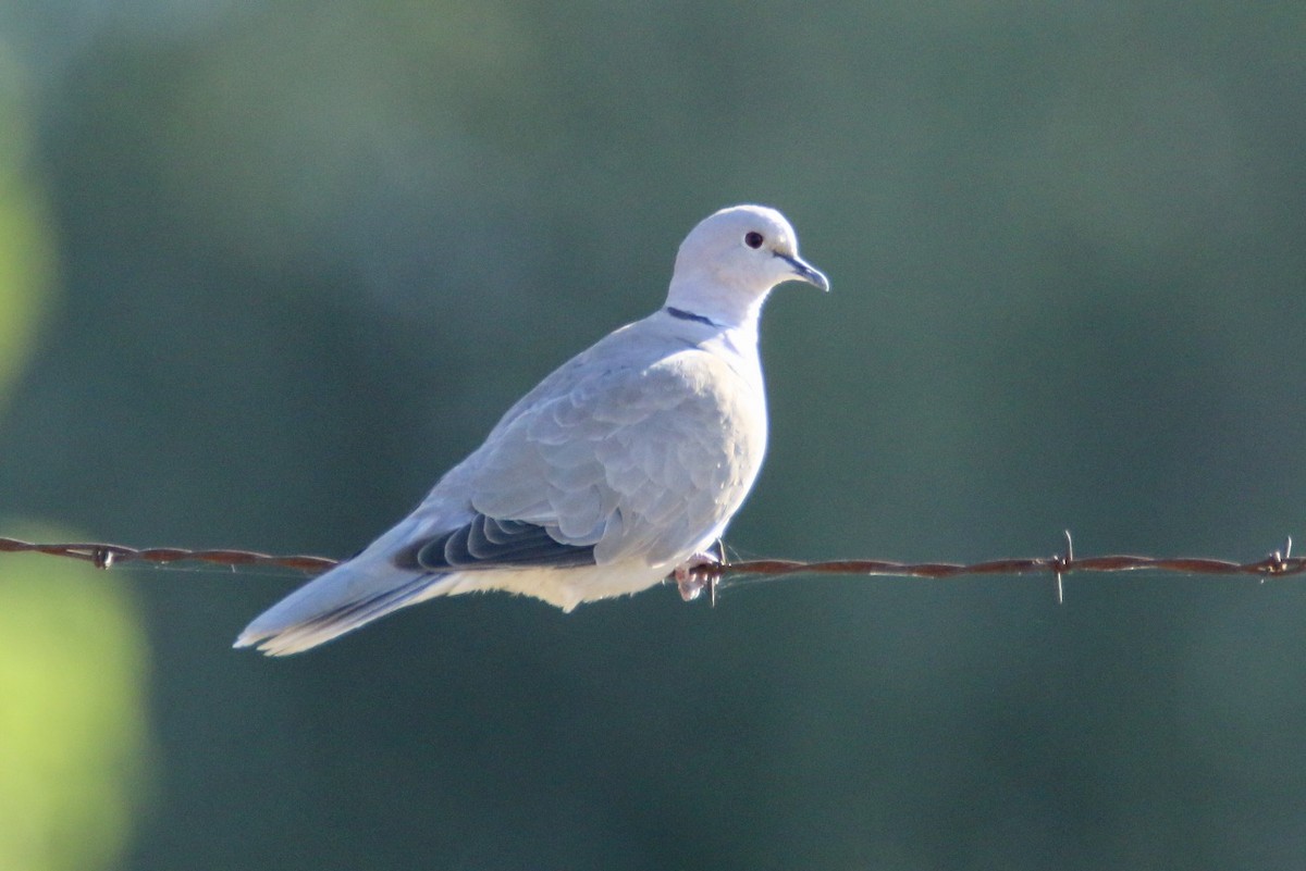 Eurasian Collared-Dove - ML609523243
