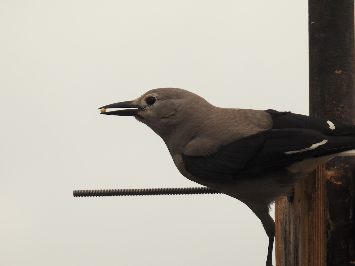 Clark's Nutcracker - John McKay