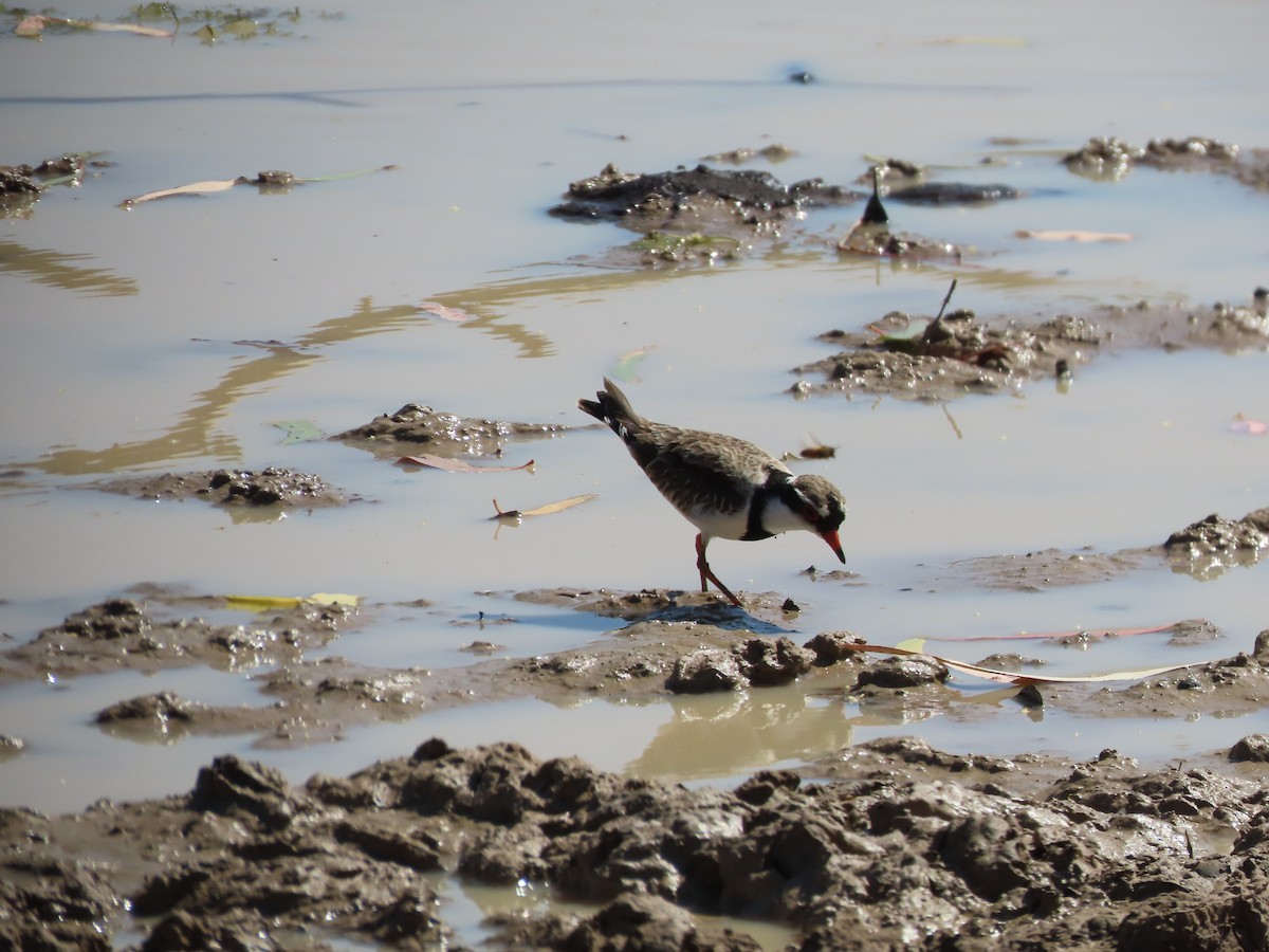 Black-fronted Dotterel - ML609523285